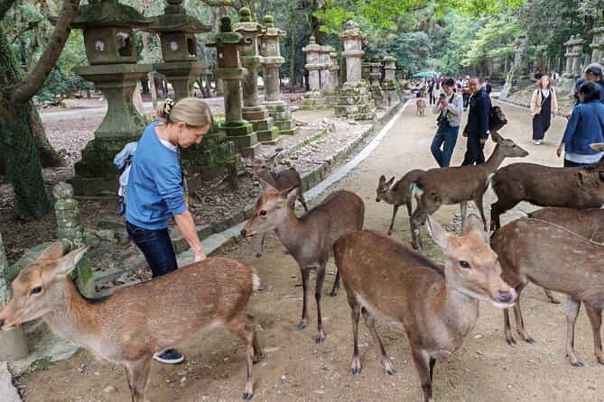 Tour: Private 3-Hour UNESCO Heritage Sites & Deer Park Tour