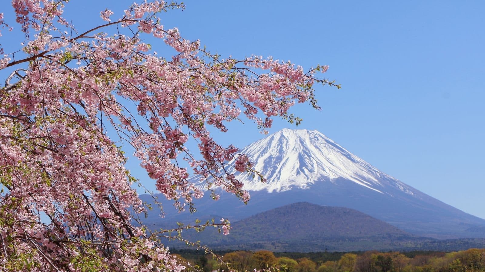 Japan's Most Famous Sakura Spots Are Harder to Visit