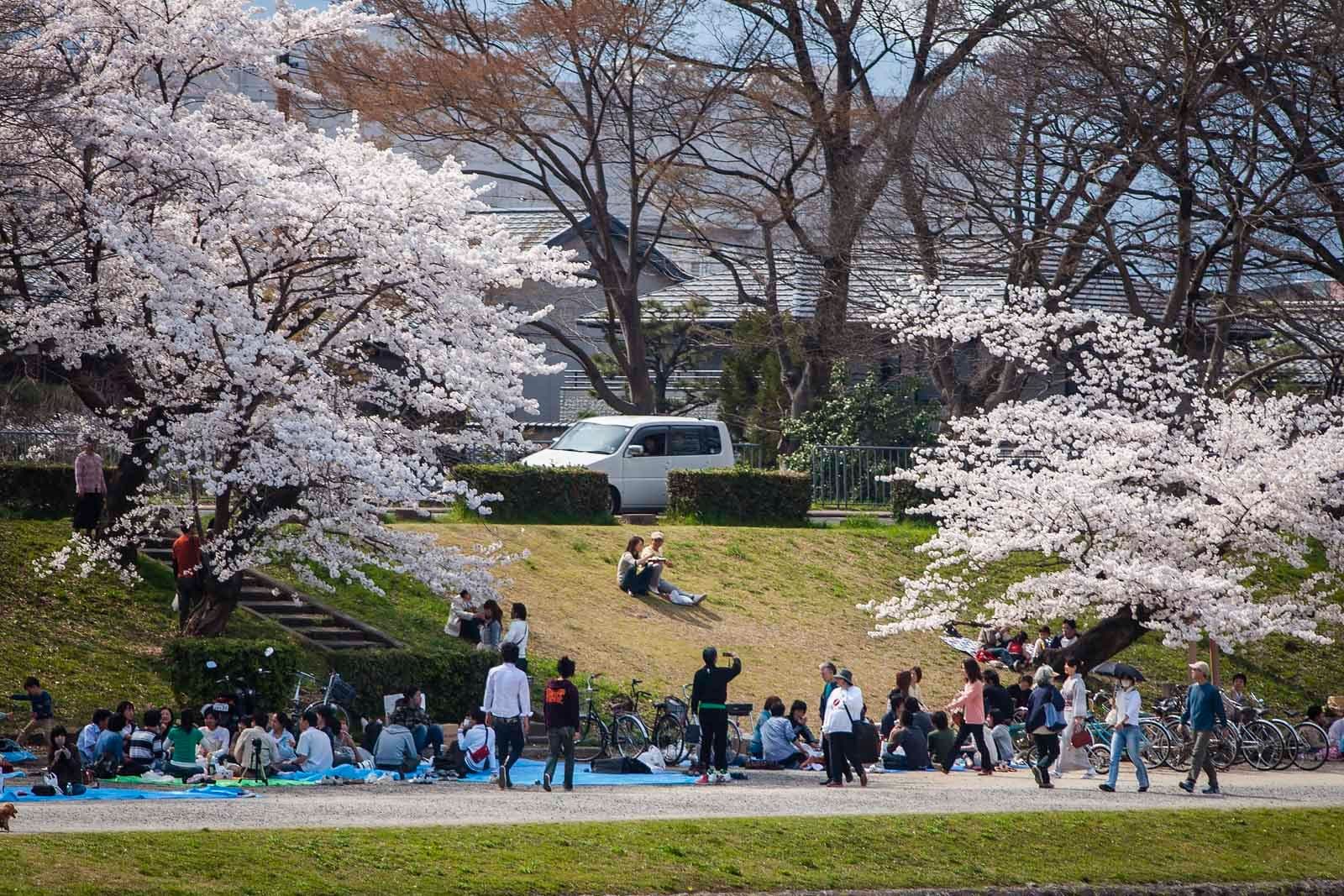 When is Cherry Blossom Season in Japan? Bloom Dates and Tips